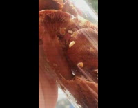 Small bugs crawls inside the mushroom jar bottle