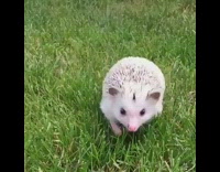 white hedgehog walking towards camera 