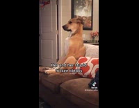 Dog sitting on couch pretends not to see girl 