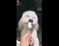 white dog licks ice cream boomerang 