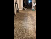 Guy and cat play fetch with feather duster