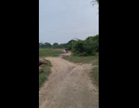 Elephant grazing in the field standing and eating grass 
