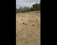 Collab BitchMP - Flock of pigeons interrupt family picnic