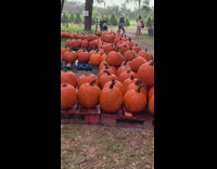 Girl white hat dance large pumpkins rain