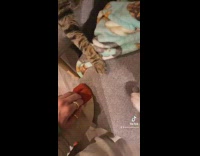 Girl playing bubbler game game with cat and dog 