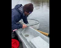 Guy pulls out trout he caught from inside net