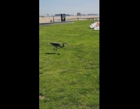 Grey long neck bird catch mole grass