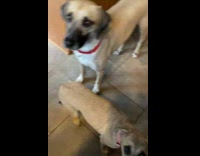 Collab Kale Salad IG - Dog climbs kitchen counter whipped cream mug