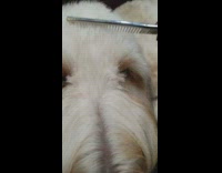 Woman silver comb fur head of dog