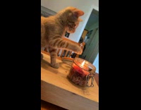 Collab Clips mpugc - Cat named Kyle hits flame with paw