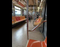 Pigeons Fight One Another Inside Transit Train