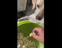 White dog puts face in popcorn bowl 
