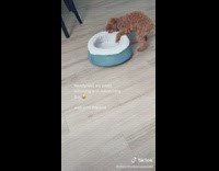 Dog bites bed and shows all teeth