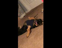 Collab BitchMP - Dog sleeping with mouth open arms apart