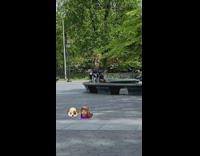 Face mask guy haircut black white dog 