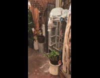 White cockatoo bird talking and dancing 
