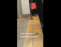 Raccoon sniffs ground and walks around subway station in new york