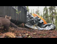 Baby Martens play near camp equipment forest