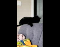 Black cat lays on top of couch