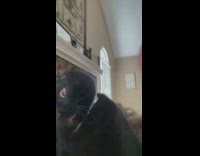 Cat frozen from hair tie on its ears