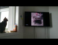 Cat sit window watch TV daily dose