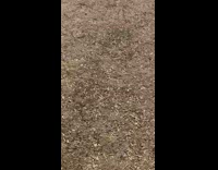 Man followed by the batman at the park