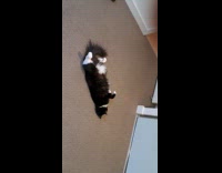 Black white cat lay on the floor