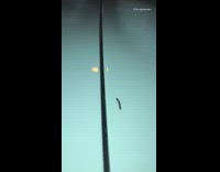 Small green caterpillar worm white car flash