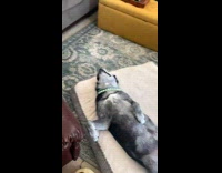 Collab Pets For All - Lady Checks on Dog in its Bed