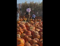 Man white hoodie lay down pumpkin farm