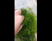 Guy finds turtles under seaweed he pulled from aquarium 