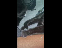 Pet cat claw scratch on filmers arm and stares on the camera