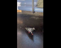 Pigeon walk and roams inside the train