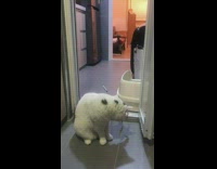 Black white cat meows brown feather toy 