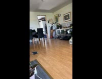 White dog zooming around living room excited