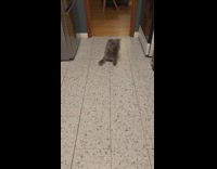 Grey dog gets excited stomps on floor