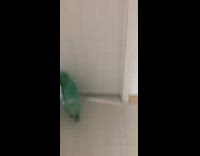 Girl dyes dog green mom not happy