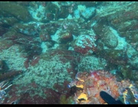 Diver grab two crabs play with them underwater