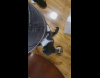Kittens climb on leg jeans of man