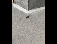 Collab WINY - Wasp bee on the back of lanternfly