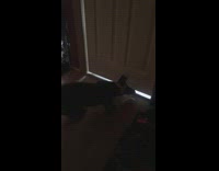 Puppy getting excited over hearing vacuum in other room