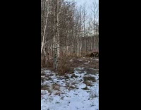 Guy sees wolves circling by trees snow