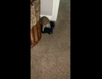 Squirrel inside of house chase girl