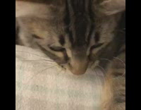 Brown cat stands paws on bed girl