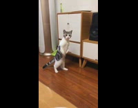 Cat standing on back legs like human stares at owner