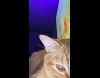 Cat looks around while music plays