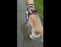 Golden retriever dog walks limps with cast 