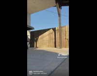 Dog with Leash on Mouth Passes by