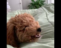Dog eats Goldfish crackers on bed