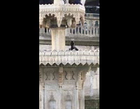 Birds take bath on water fountain museum